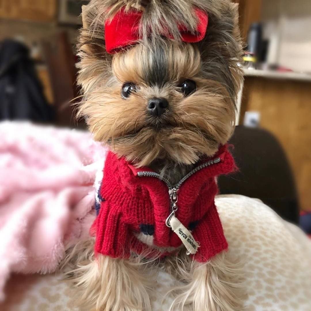 Йорк с бантиком