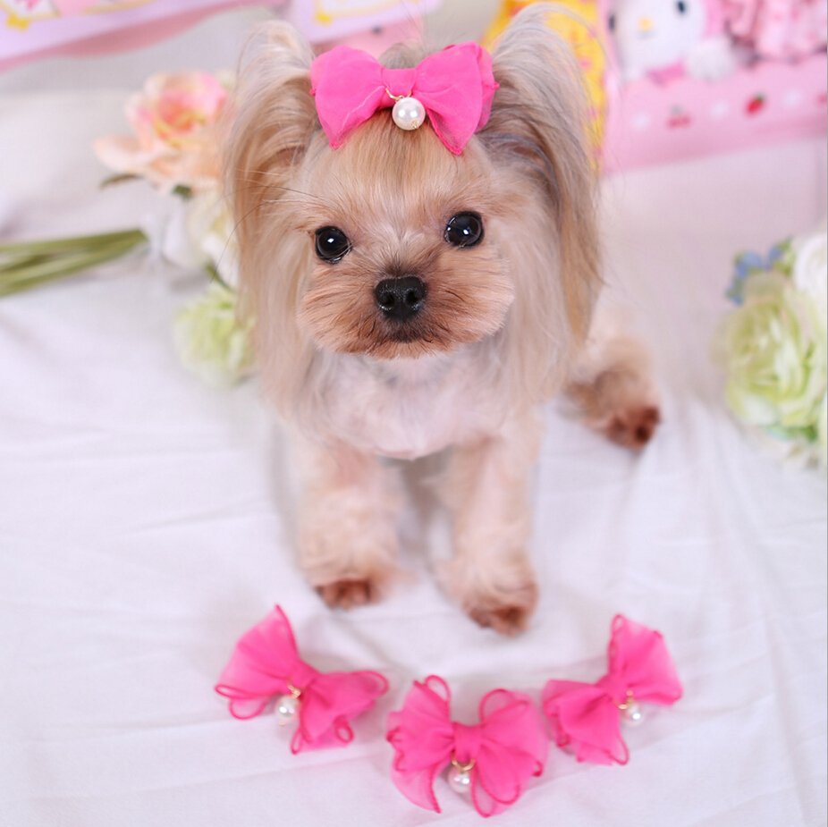 Йоркширский терьер с бантиком