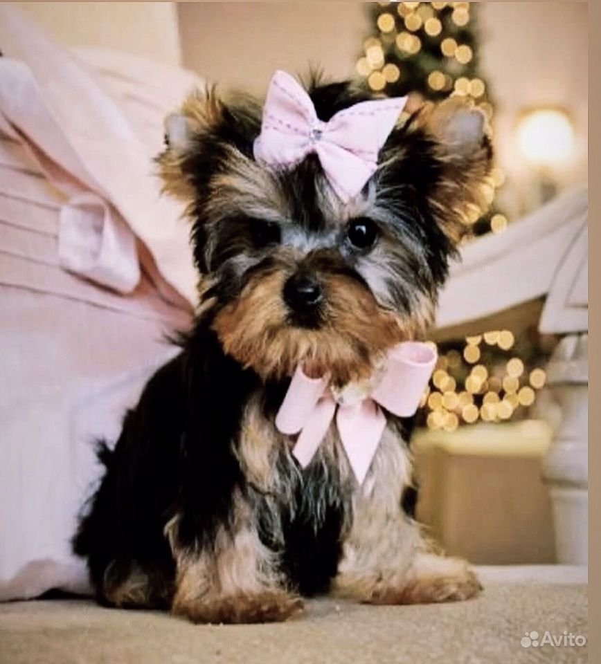 Терьер Йоркширский Малошерстный