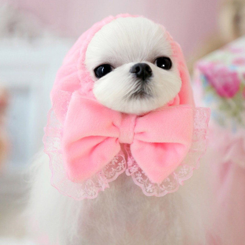 Милые собачки с бантиком