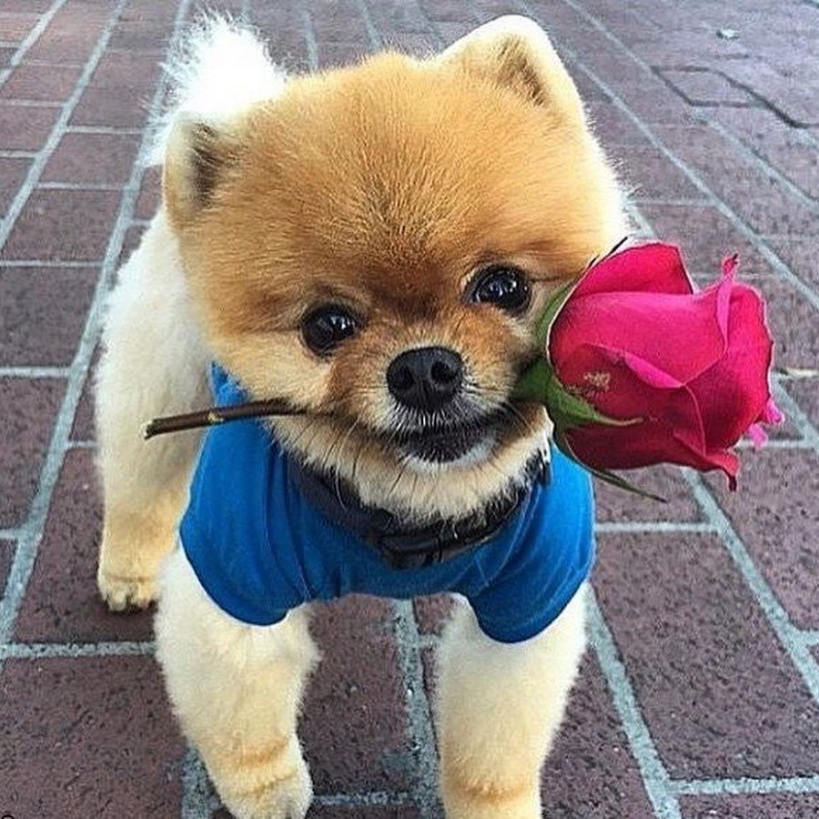 Самые милые хорошие собачки