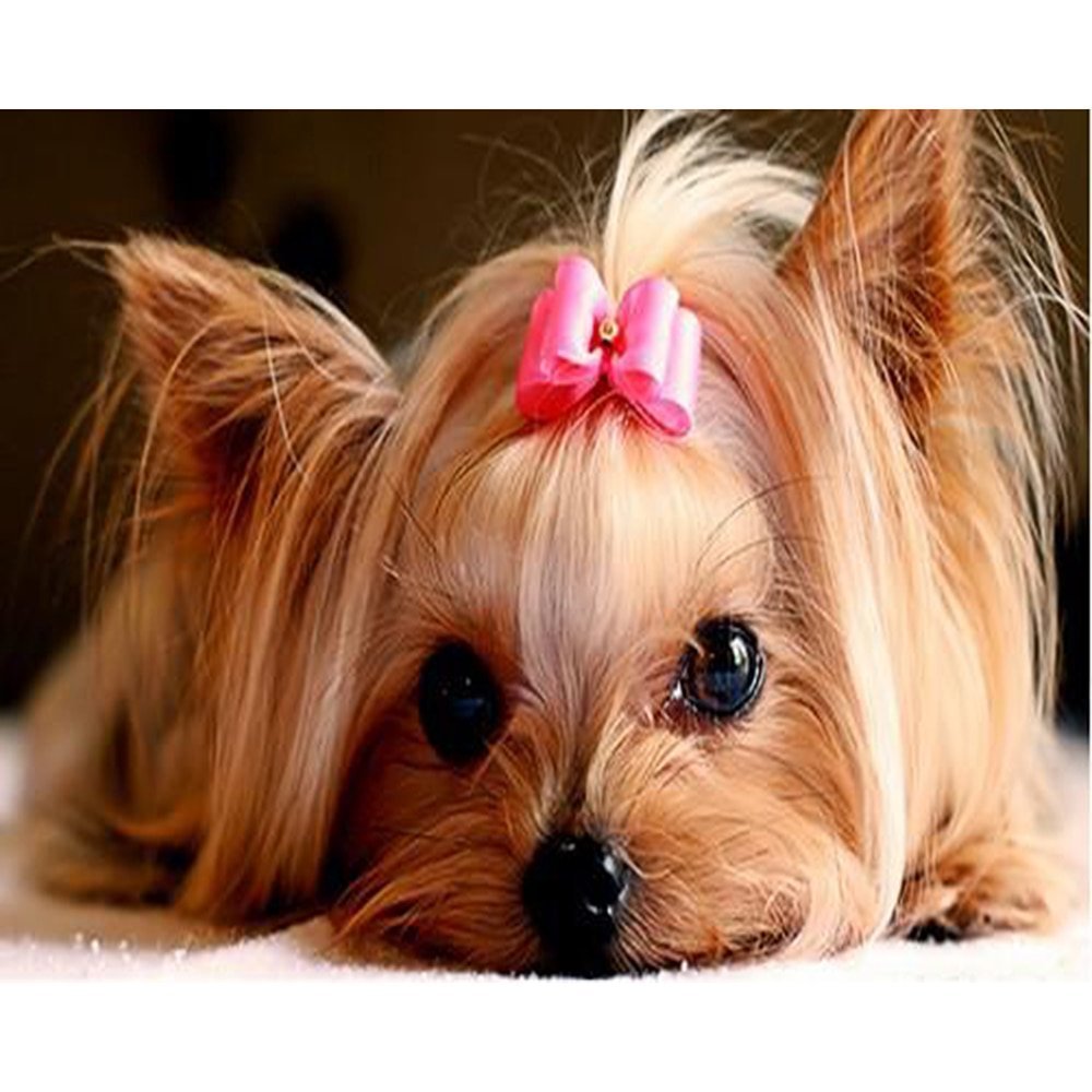 Йоркширский терьер