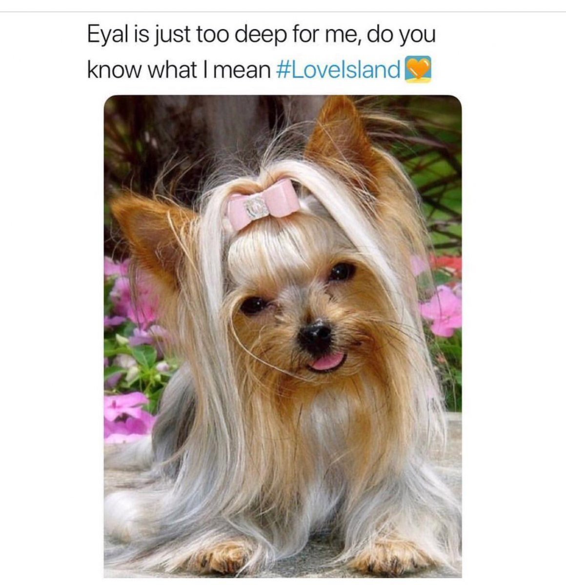 Якширтерьерский терьер