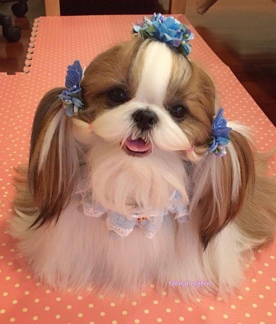 Корейская стрижка ши-тцу