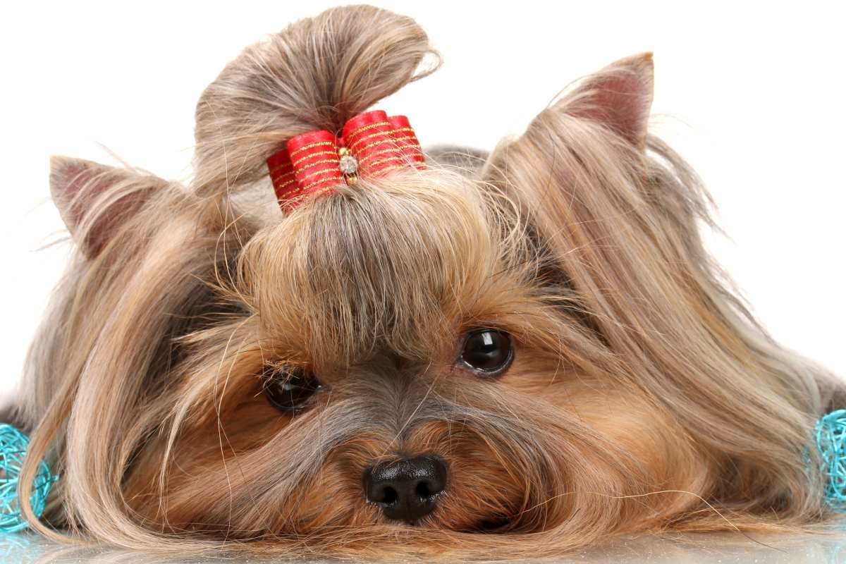 Причесанный Йоркширский терьер