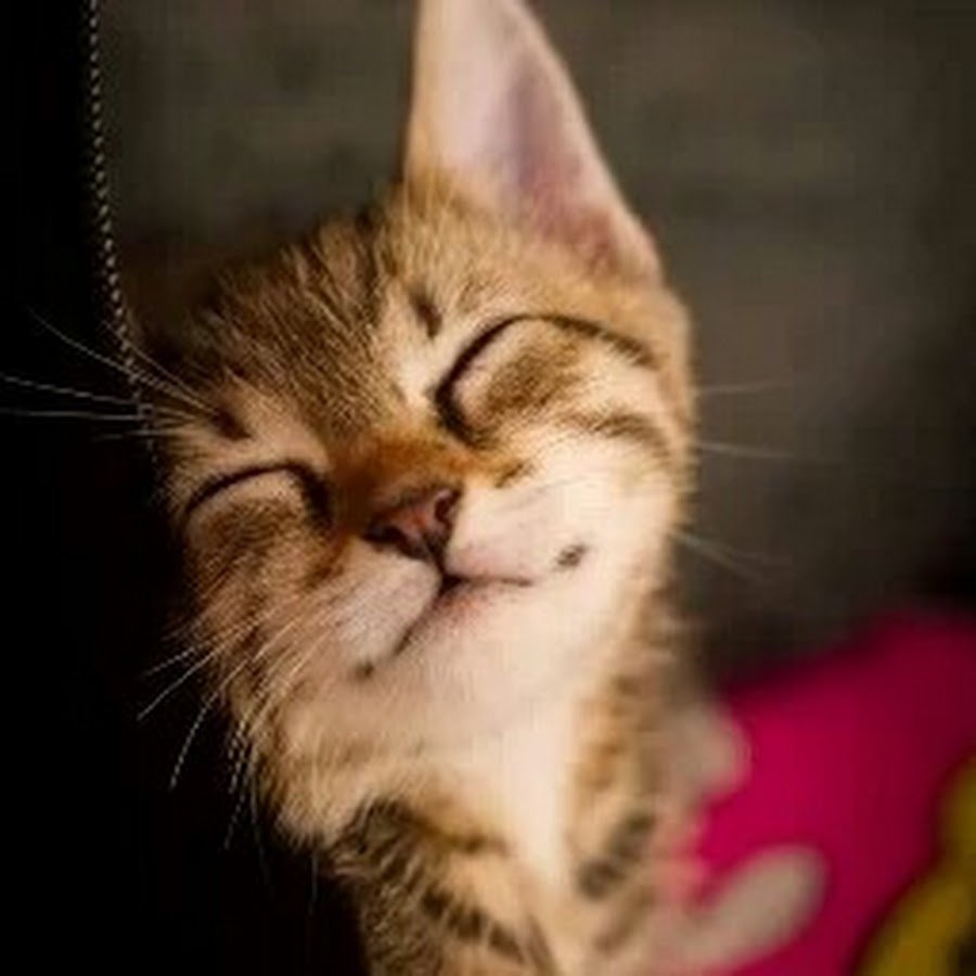 Счастливый котенок