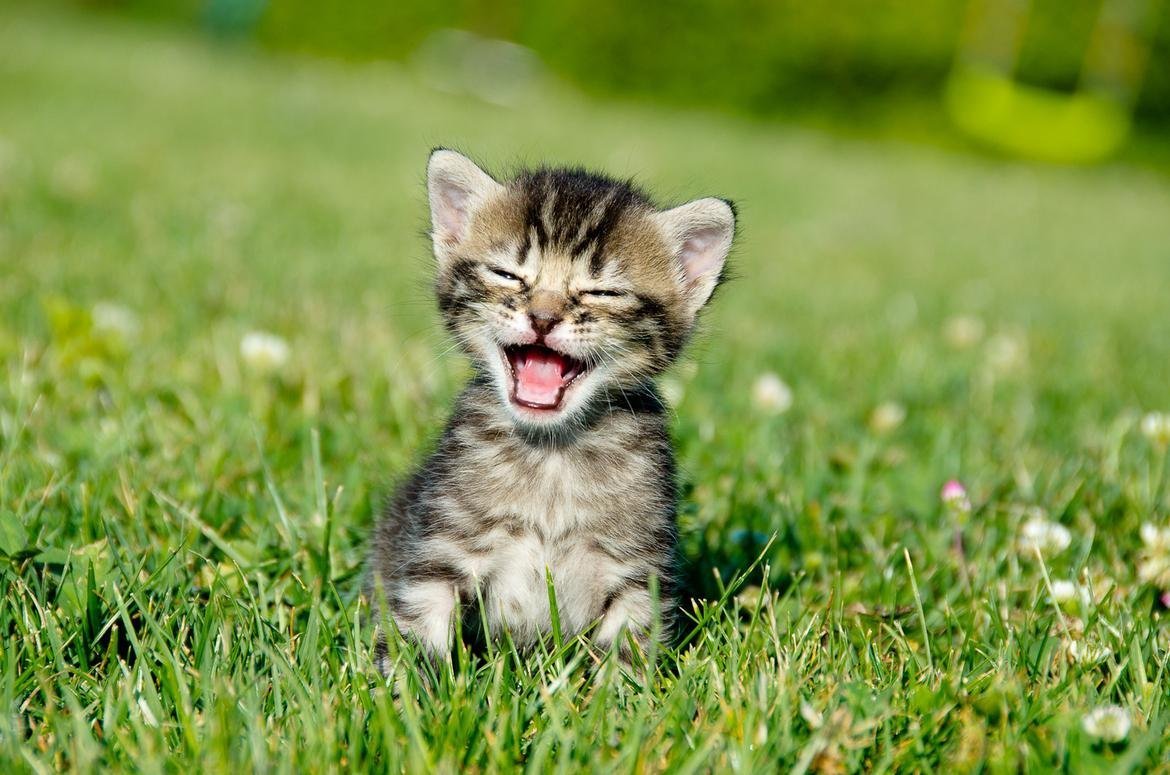 Довольный котенок