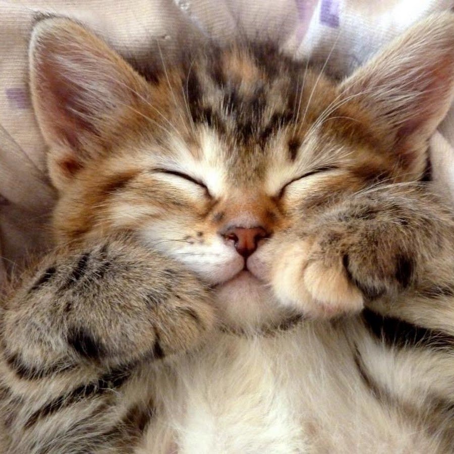 Милые картинка с котиком ТГО