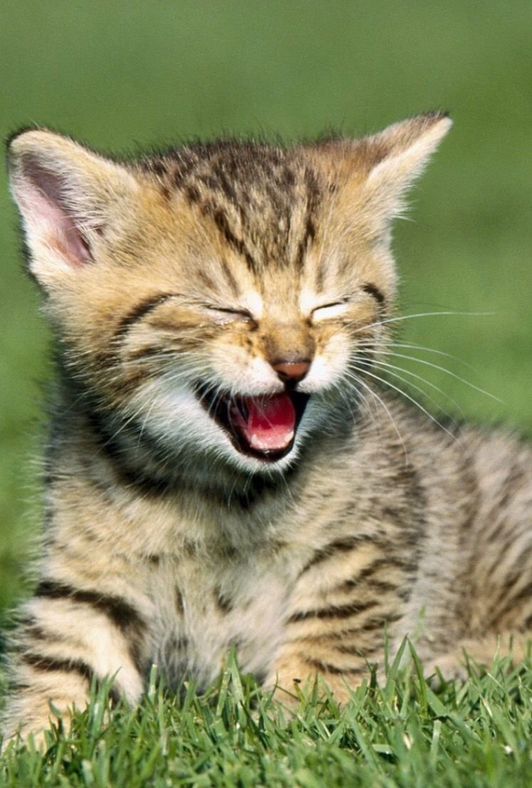 Котик с улыбкой