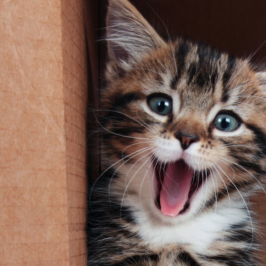 Кот улыбается