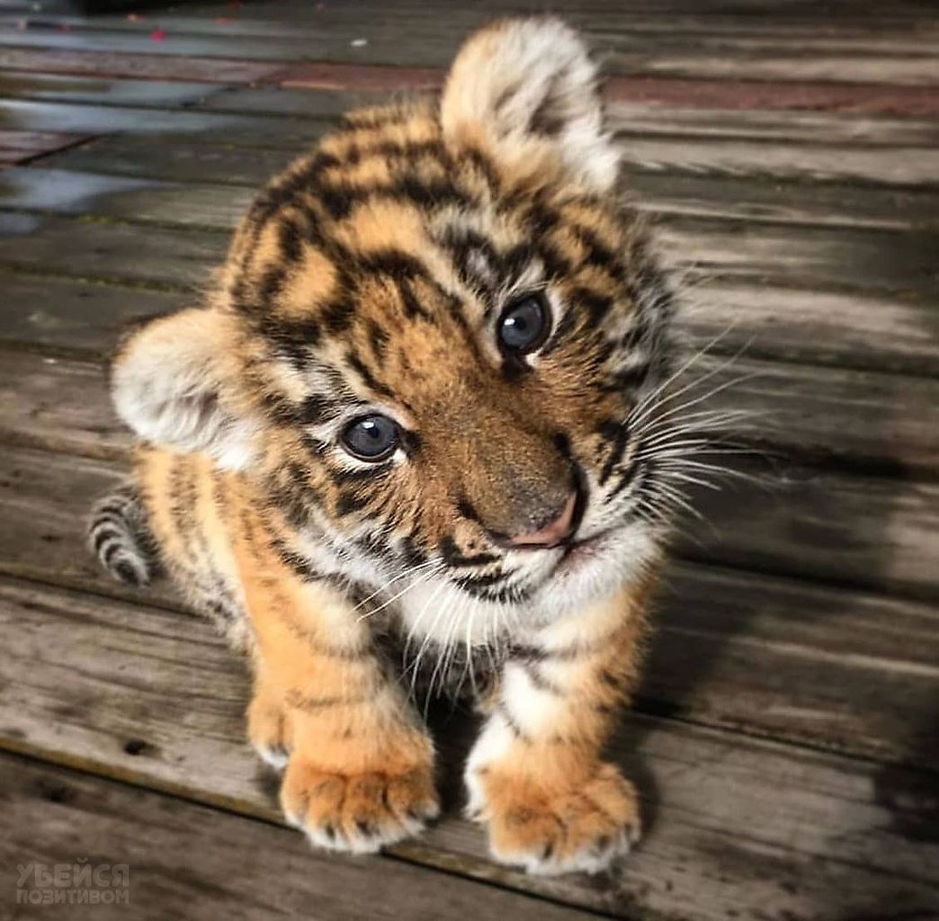 Милые тигрята
