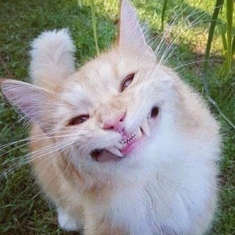 Смешной кот