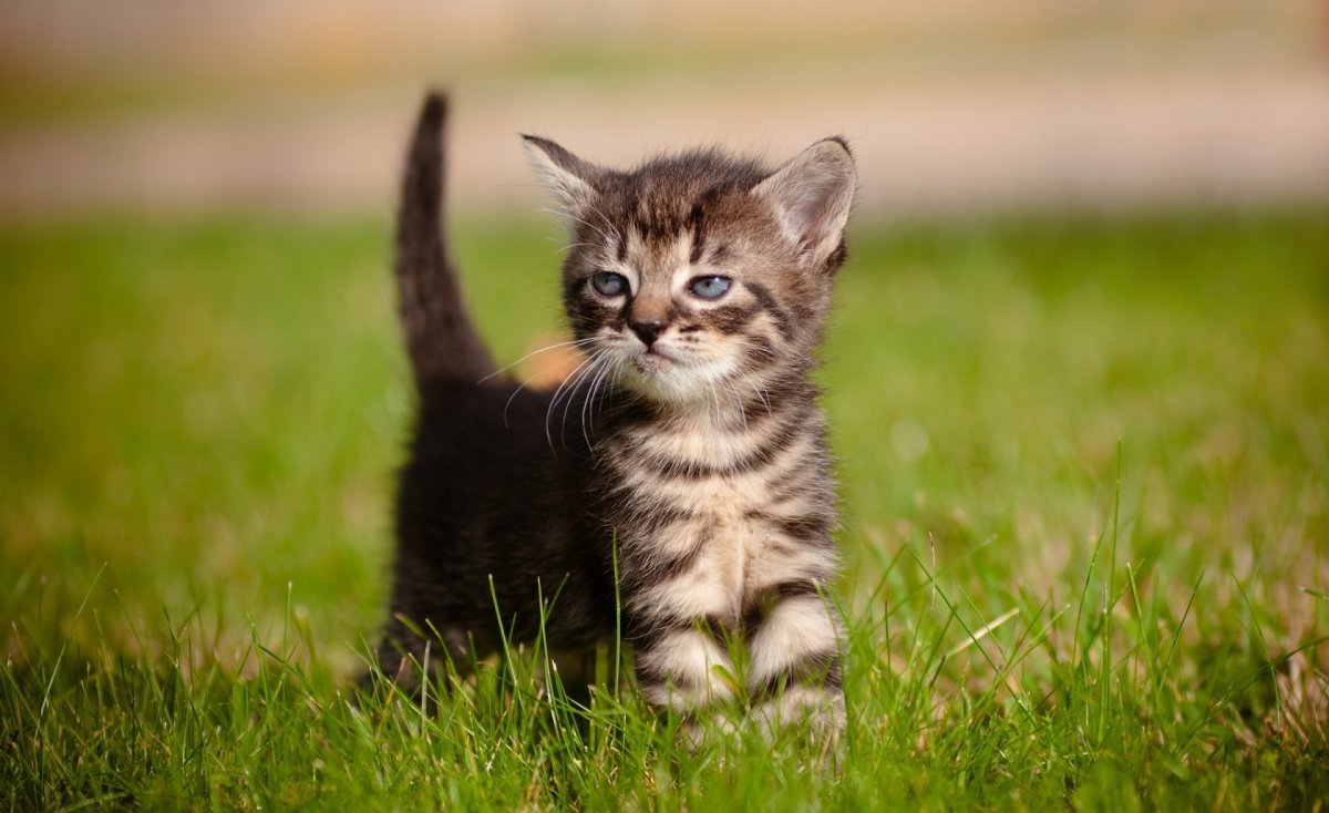 Кошки маленькие