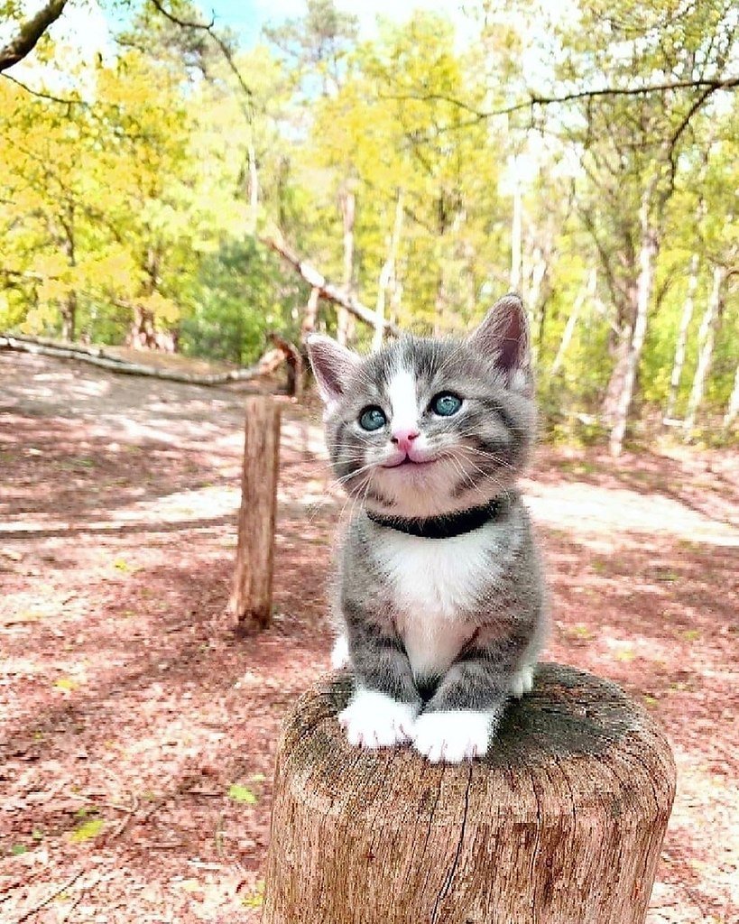 Картинки самые милые животные в мире фото до слёз с надписями