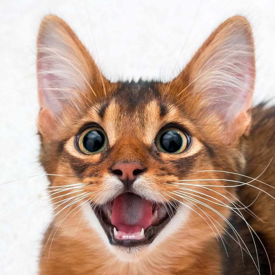 Улыбка кошки