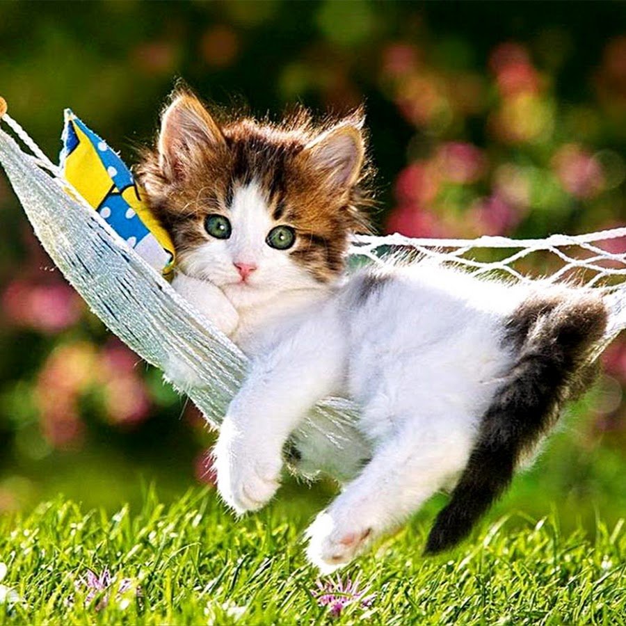 Летние котята