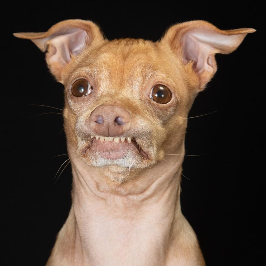 Животные с человеческим лицом