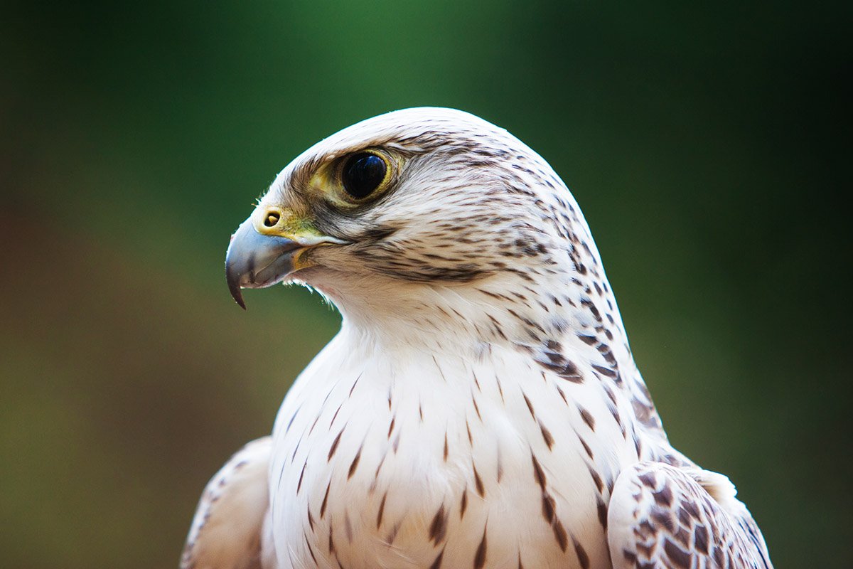 Сокол Кречет Ирландия