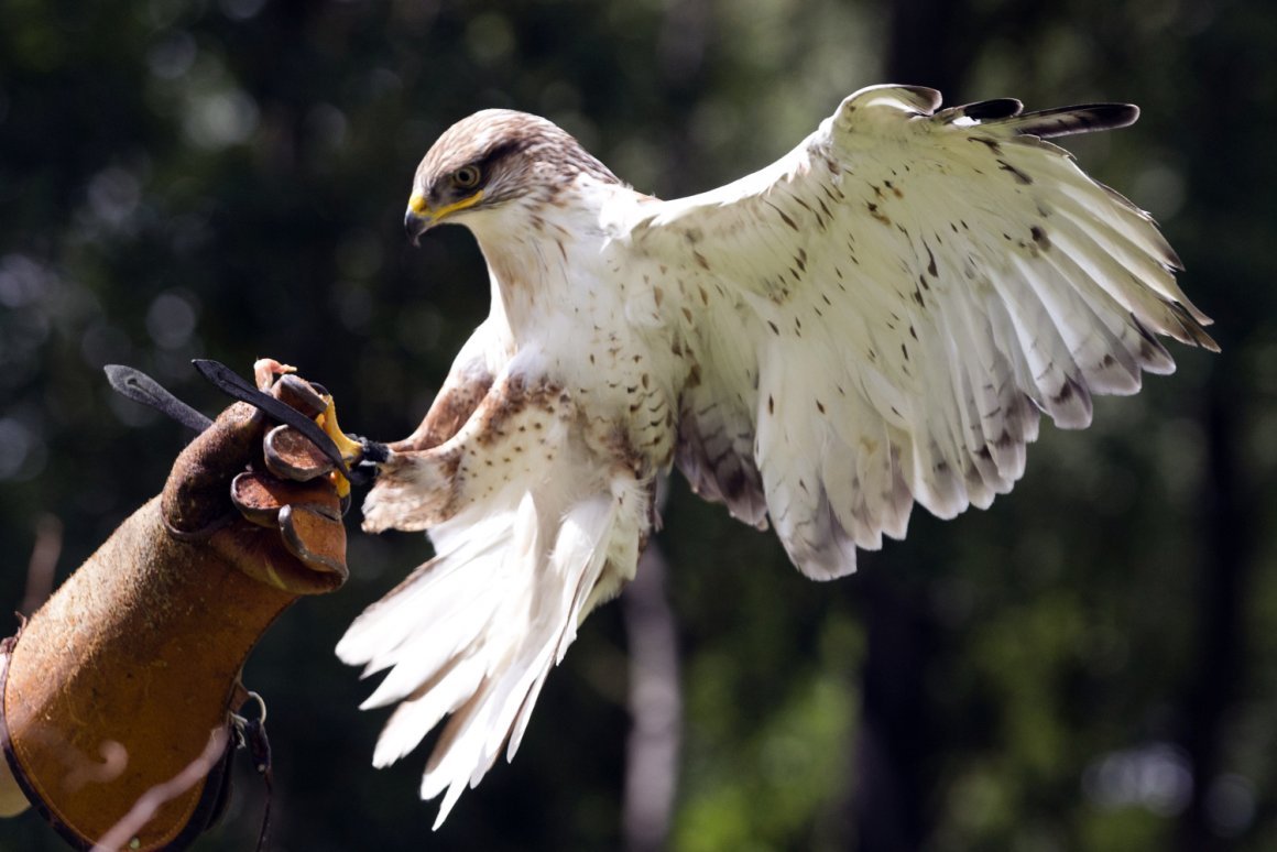 Кречет бурый