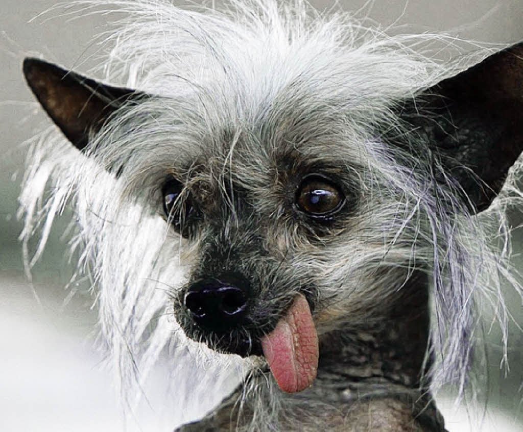 Чихуахуа китайская хохлатая