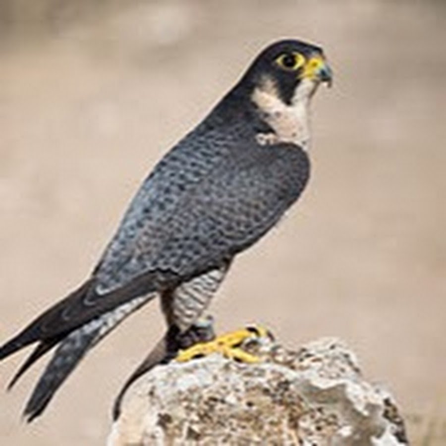Falco peregrinus