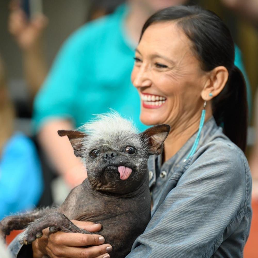 Метис чихуахуа и китайской хохлатой