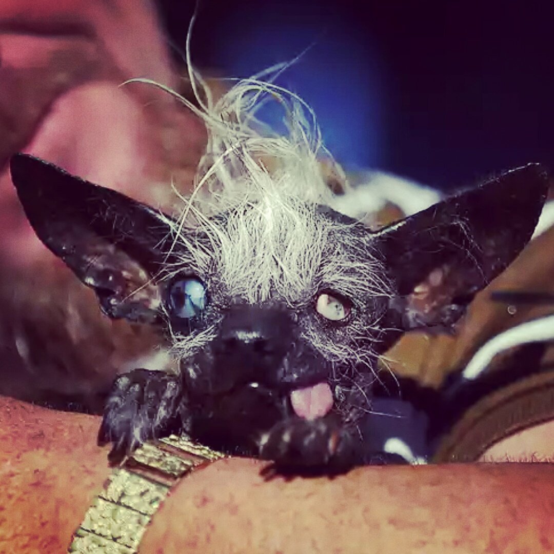 Хохлатый Мопс