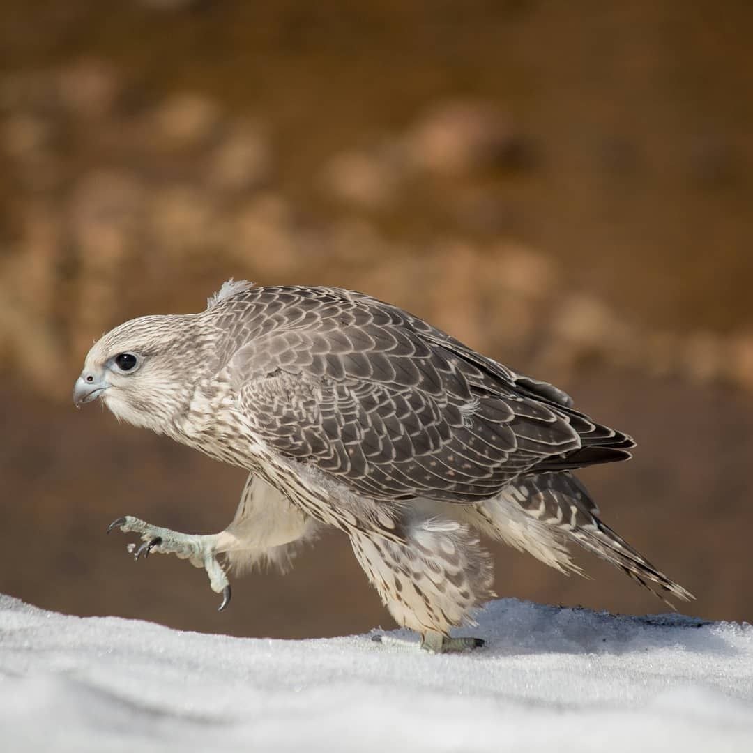 Белый Камчатский Кречет