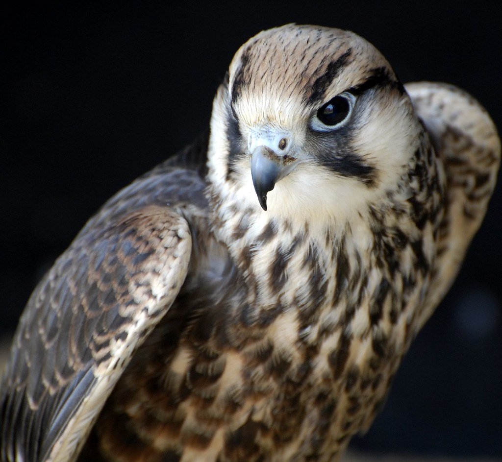 Сокол балобан-Сапсан