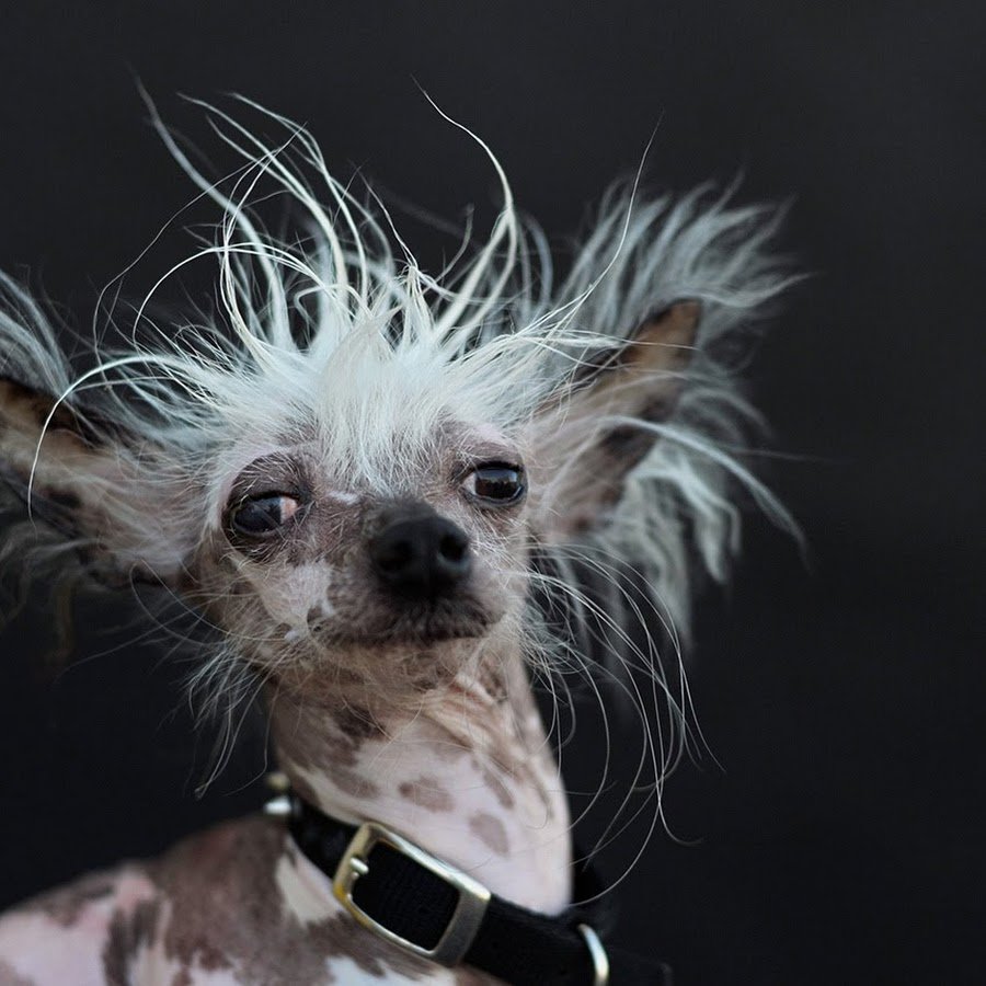 Питбуль Халк вес