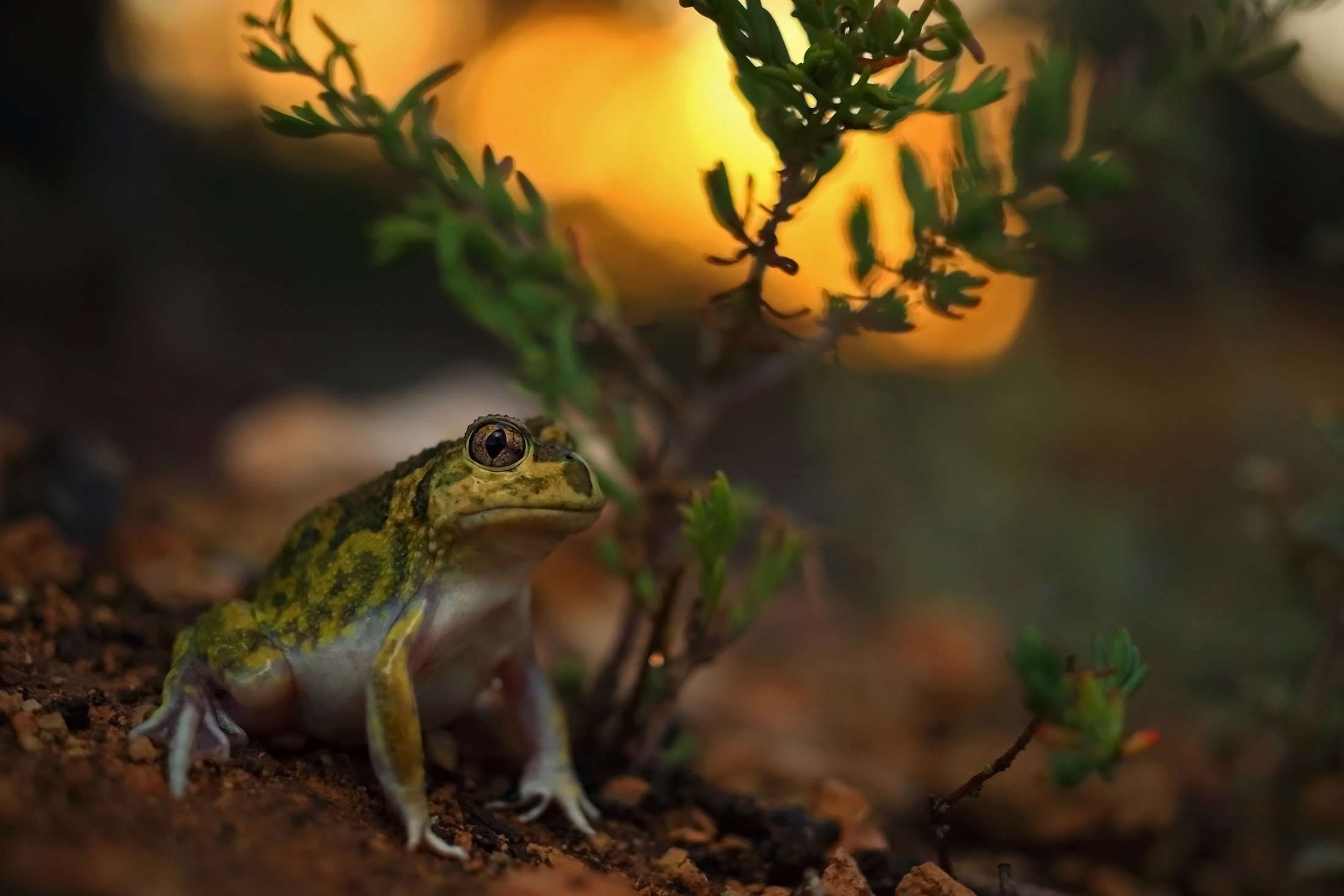 Лягушка олень. Жабовидная квакша Арлекин. Среднеазиатская жаба. Ксенопус лягушка. Среднеазиатская лягушка.