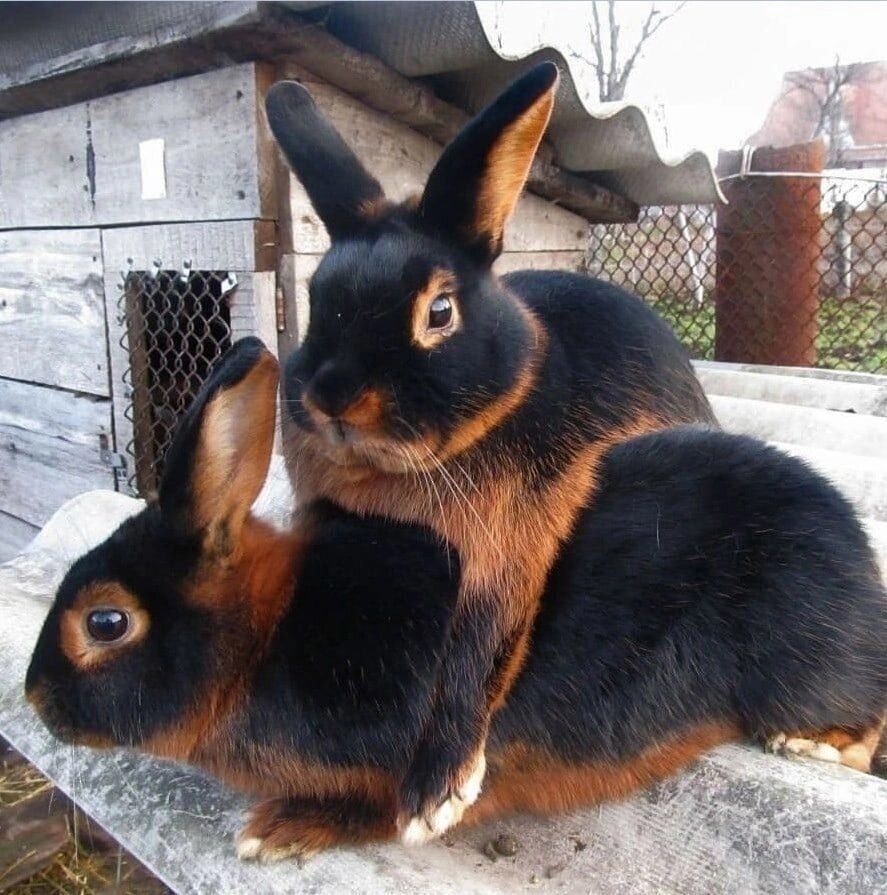 Черно бурый кролик рекс