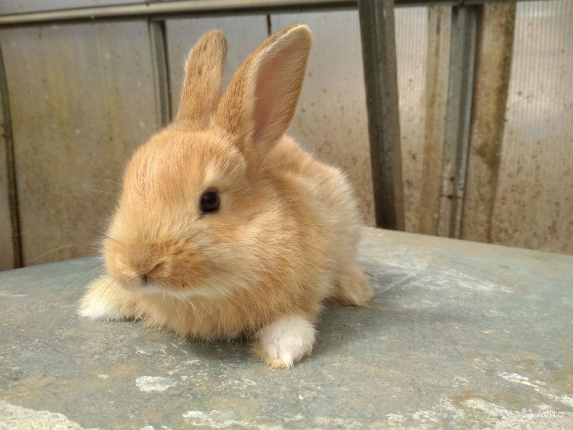 Серо-рыжий кролик порода
