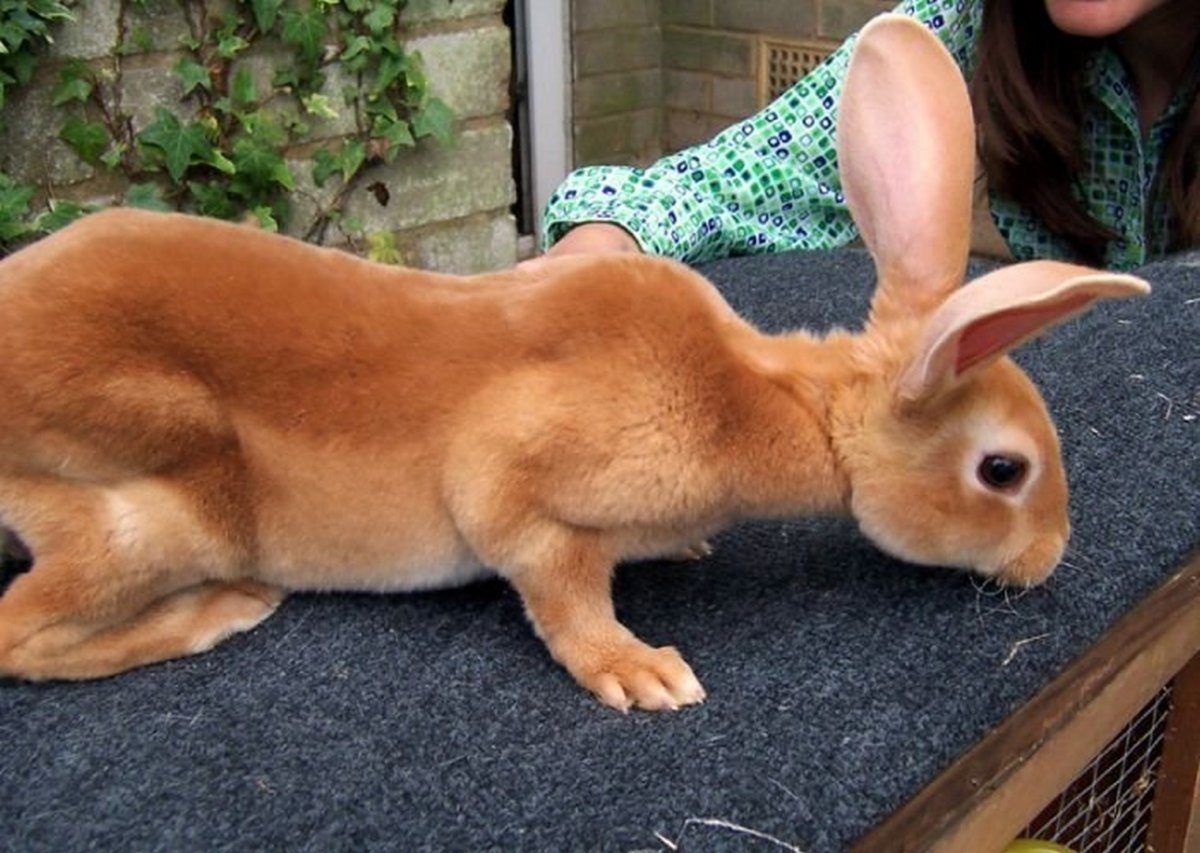 Рыжий кролик порода