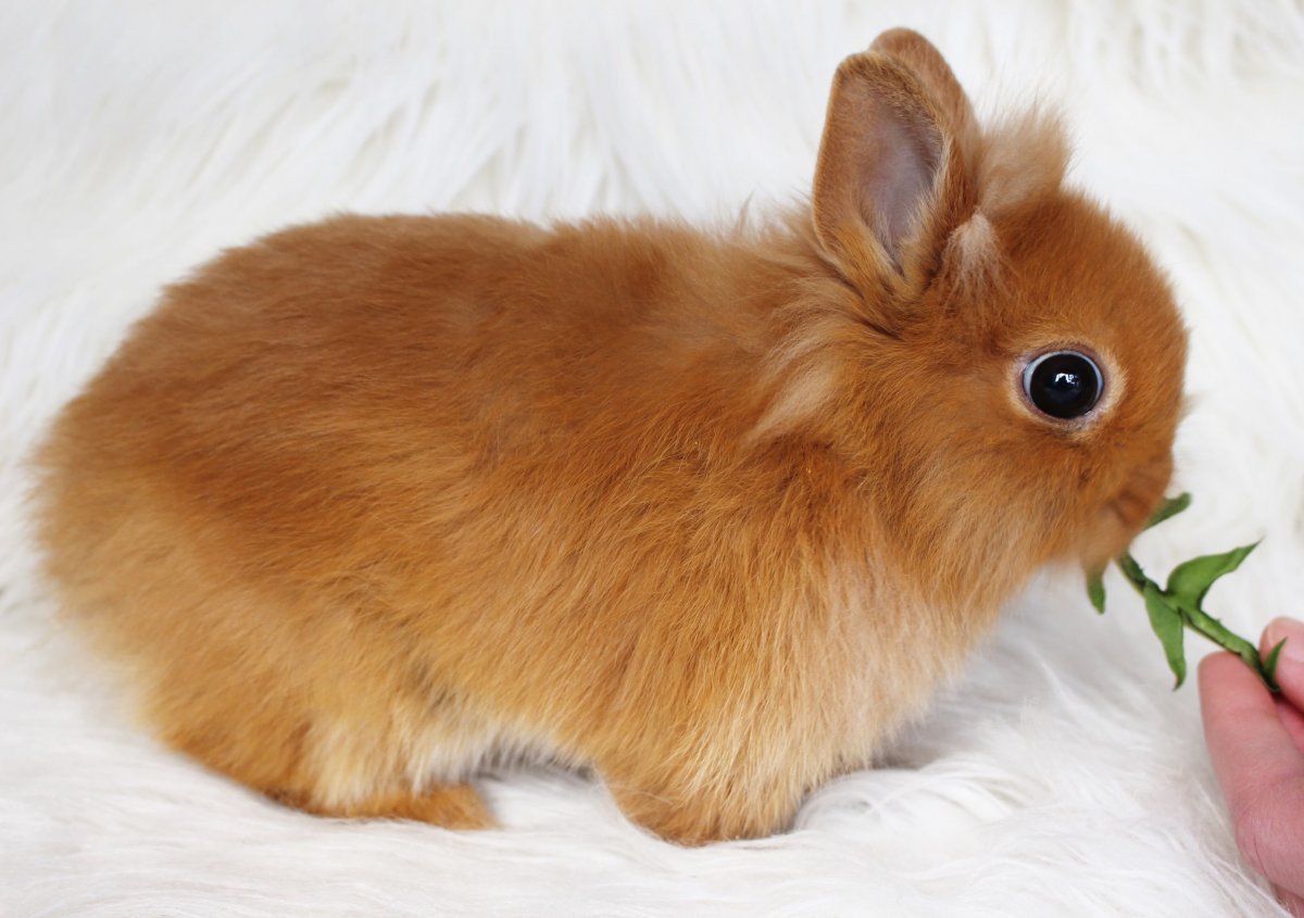 Лисий карликовый кролик