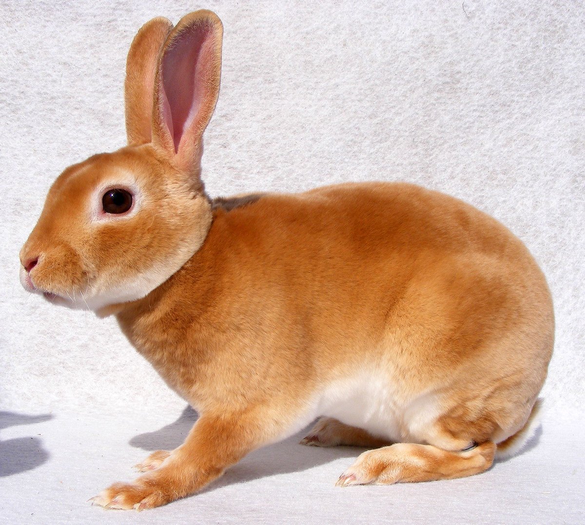 Карликовый рекс кролик