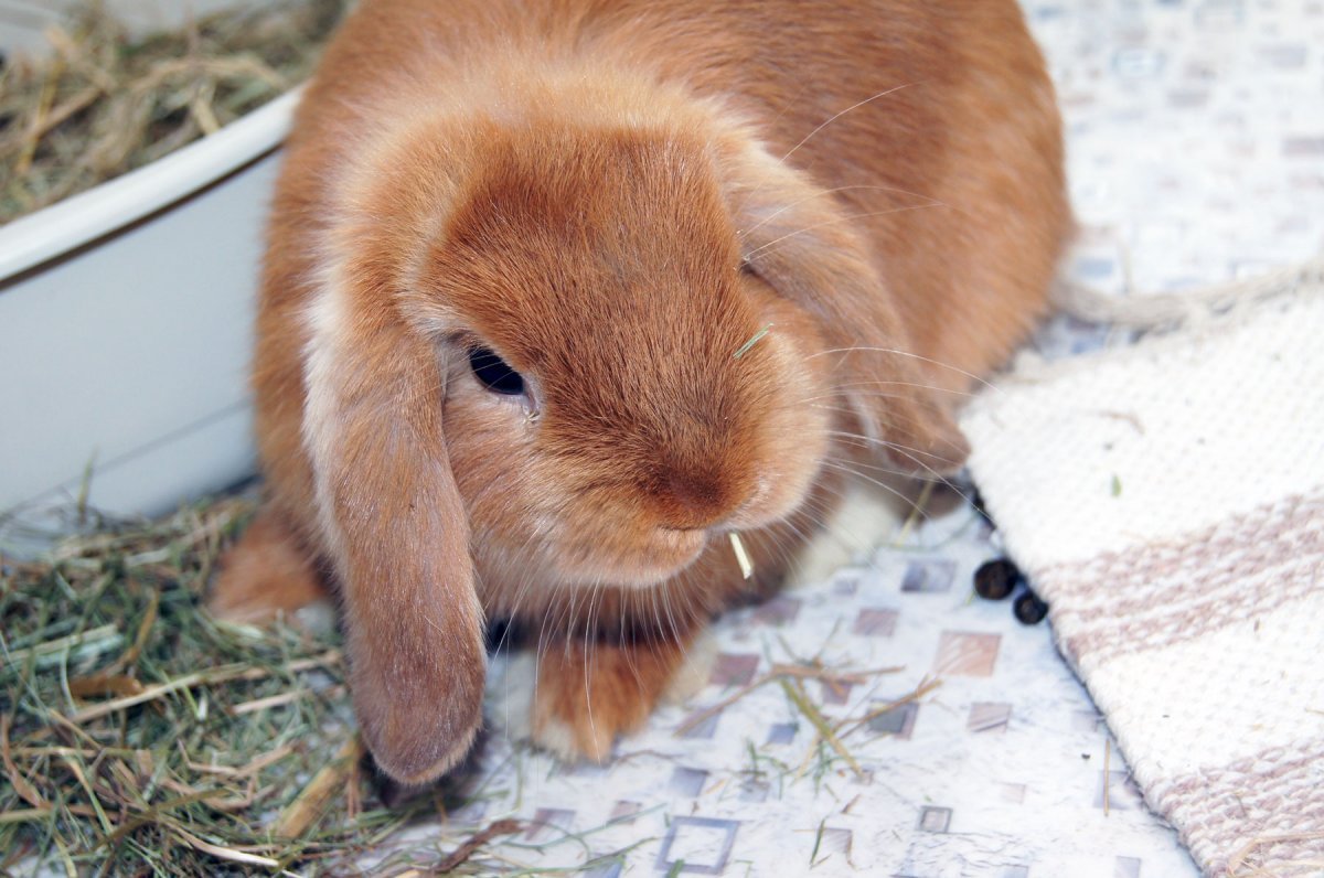 Тюрингенский кролик вислоухий баран