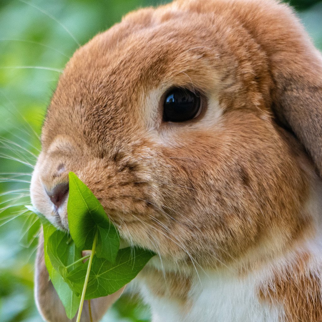 Заячья мордочка