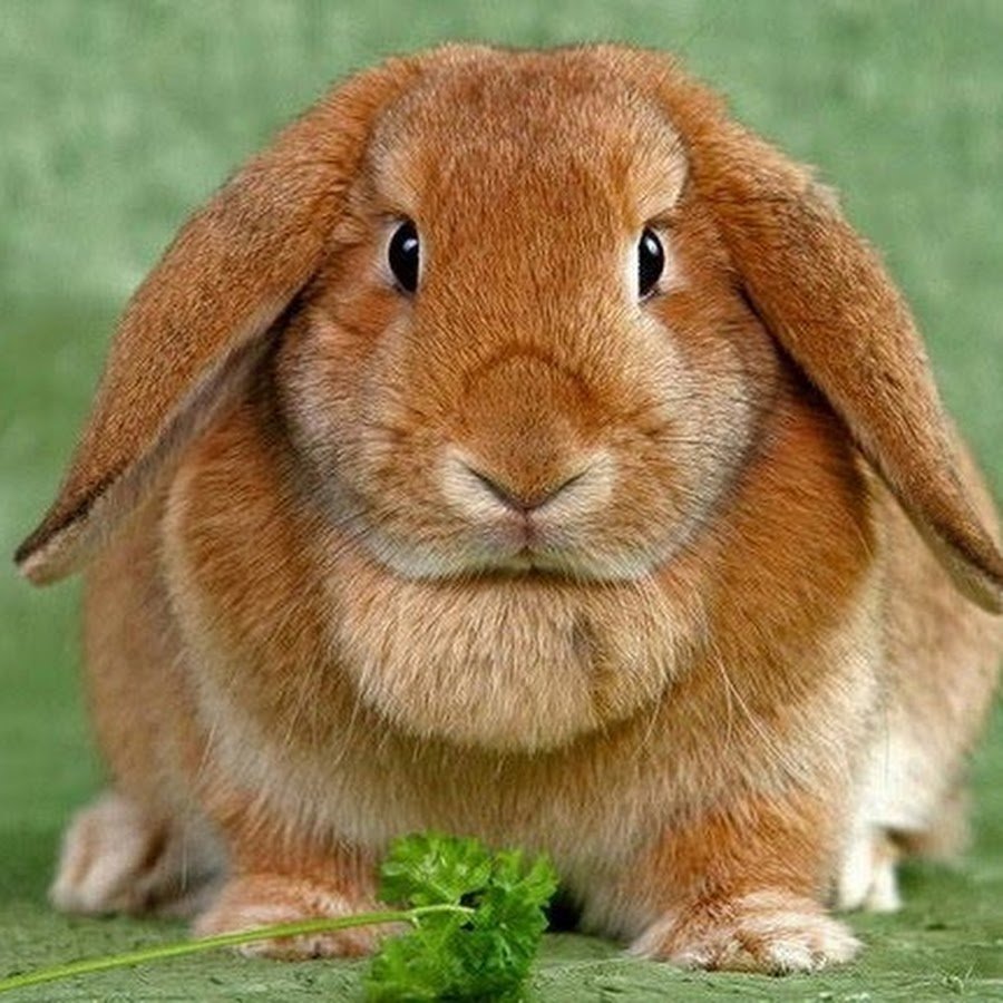 Вислоухий кролик декоративный рыжий