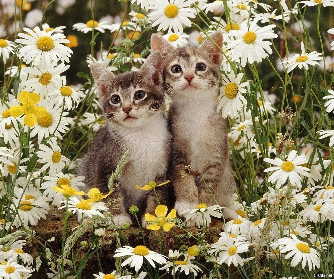 Добрые котята фото. Котенок в ромашках. Котики лето. Котенок в цветах. Красивые котята.
