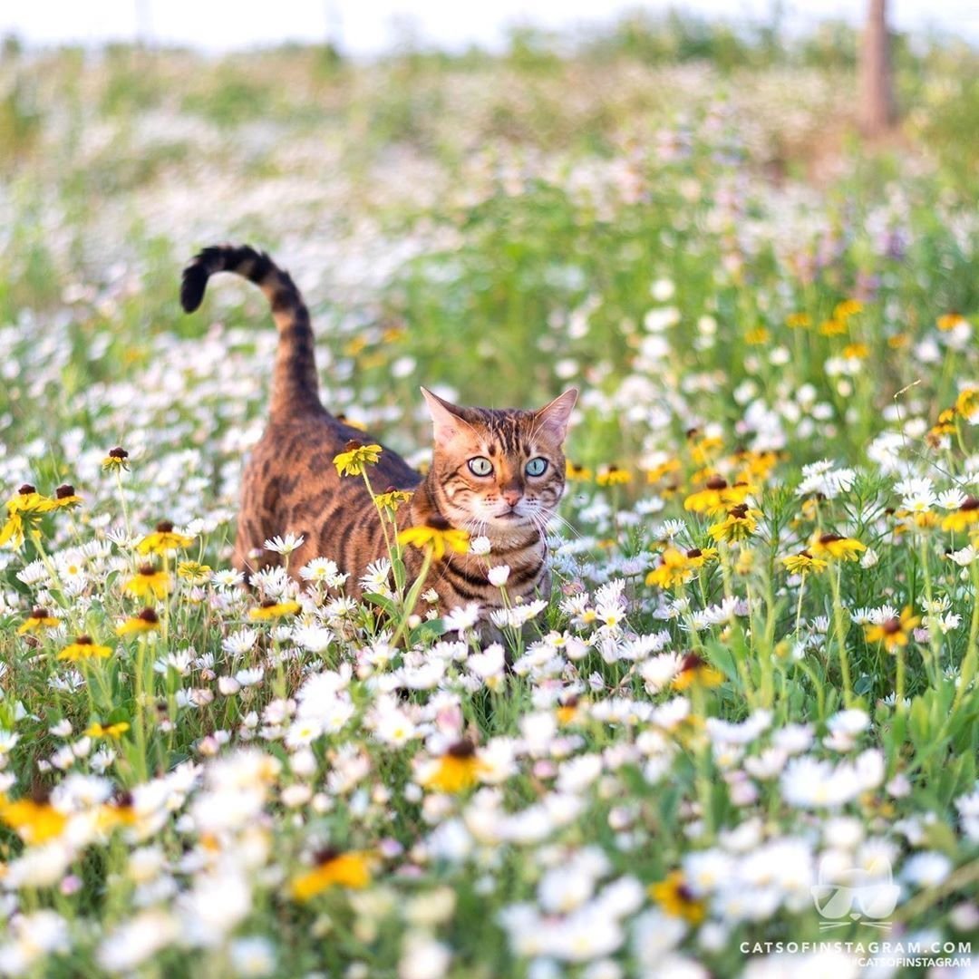 Ромашковая кошка. Кошка на природе. Кошка в ромашках. Кошка в поле. Кот лето.