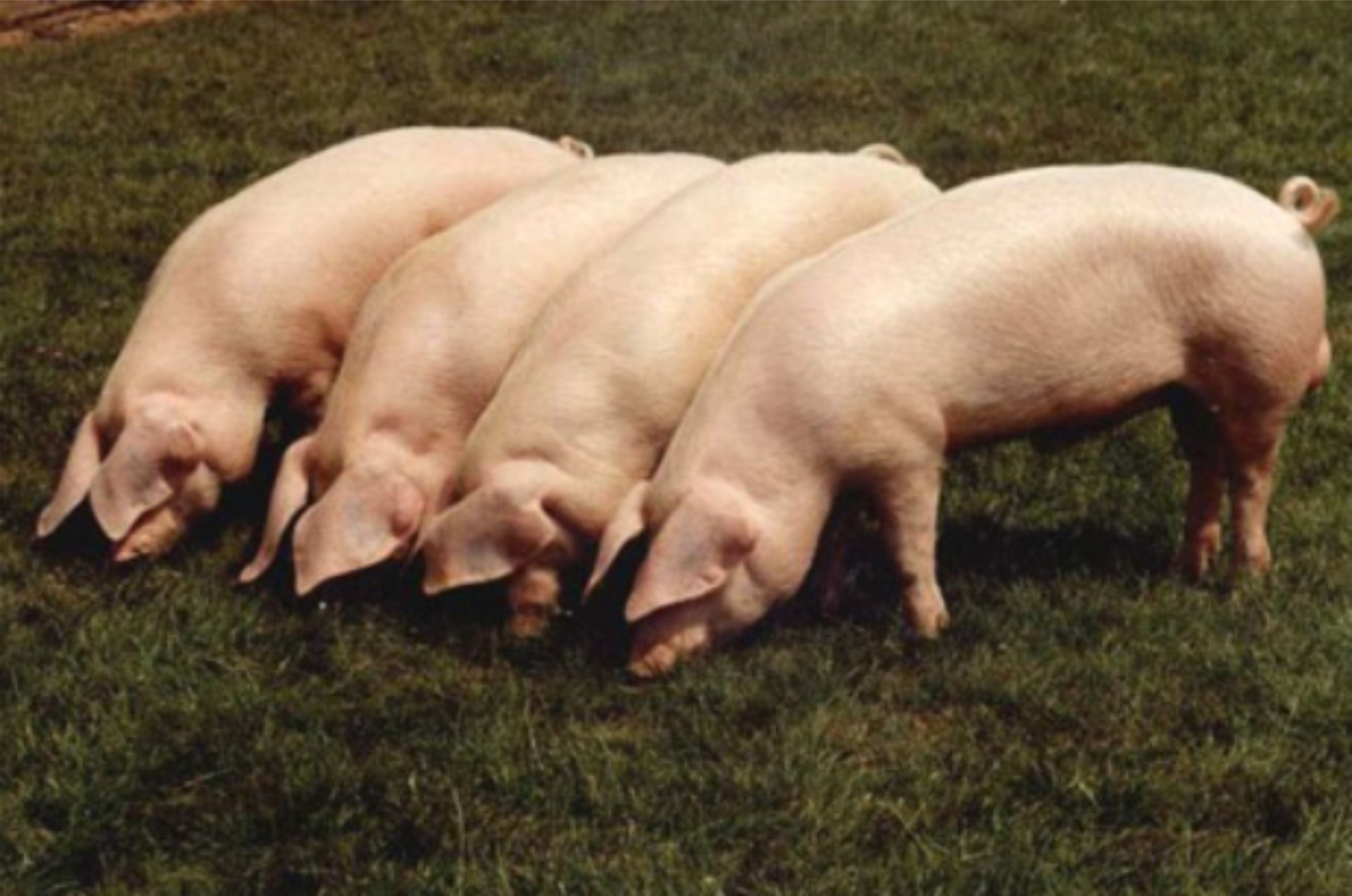 Какие виды свиней. Поросята породы ландрас. Ландрас (порода свиней). Уржумская порода свиней. Мясная порода свиней ландрас.