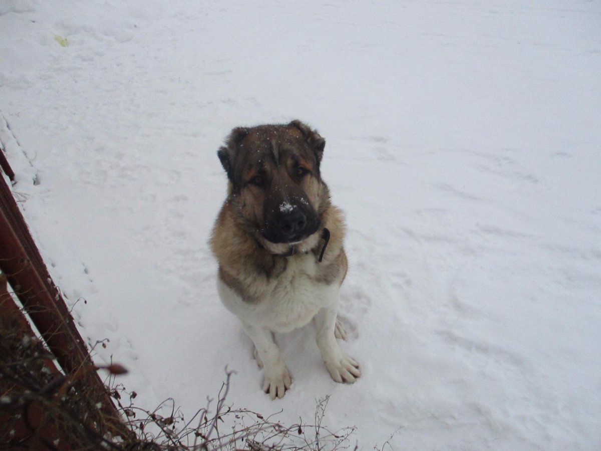 Помесь алабая и дворняги