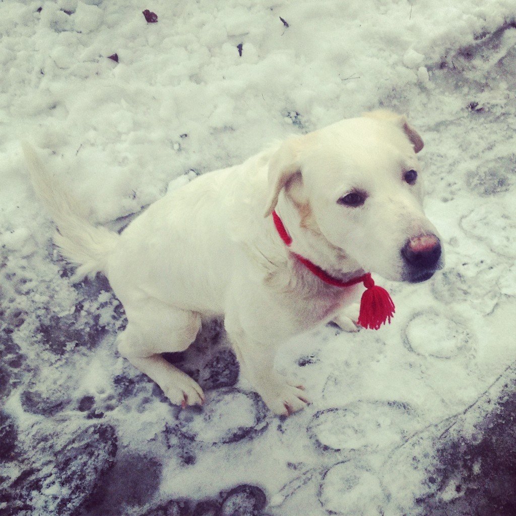 Питомник среднеазиатских овчарок город