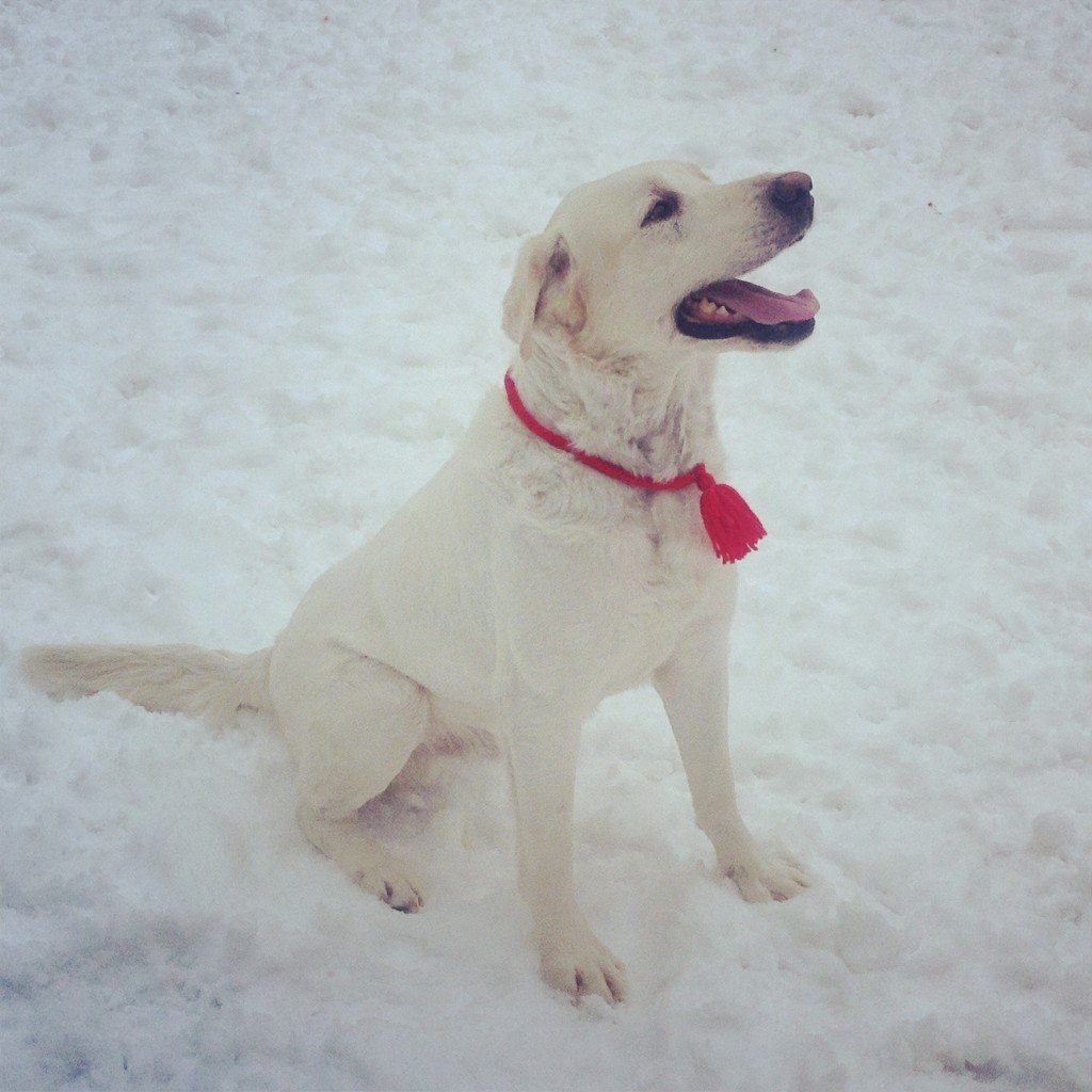 Метис алабая и ретривера