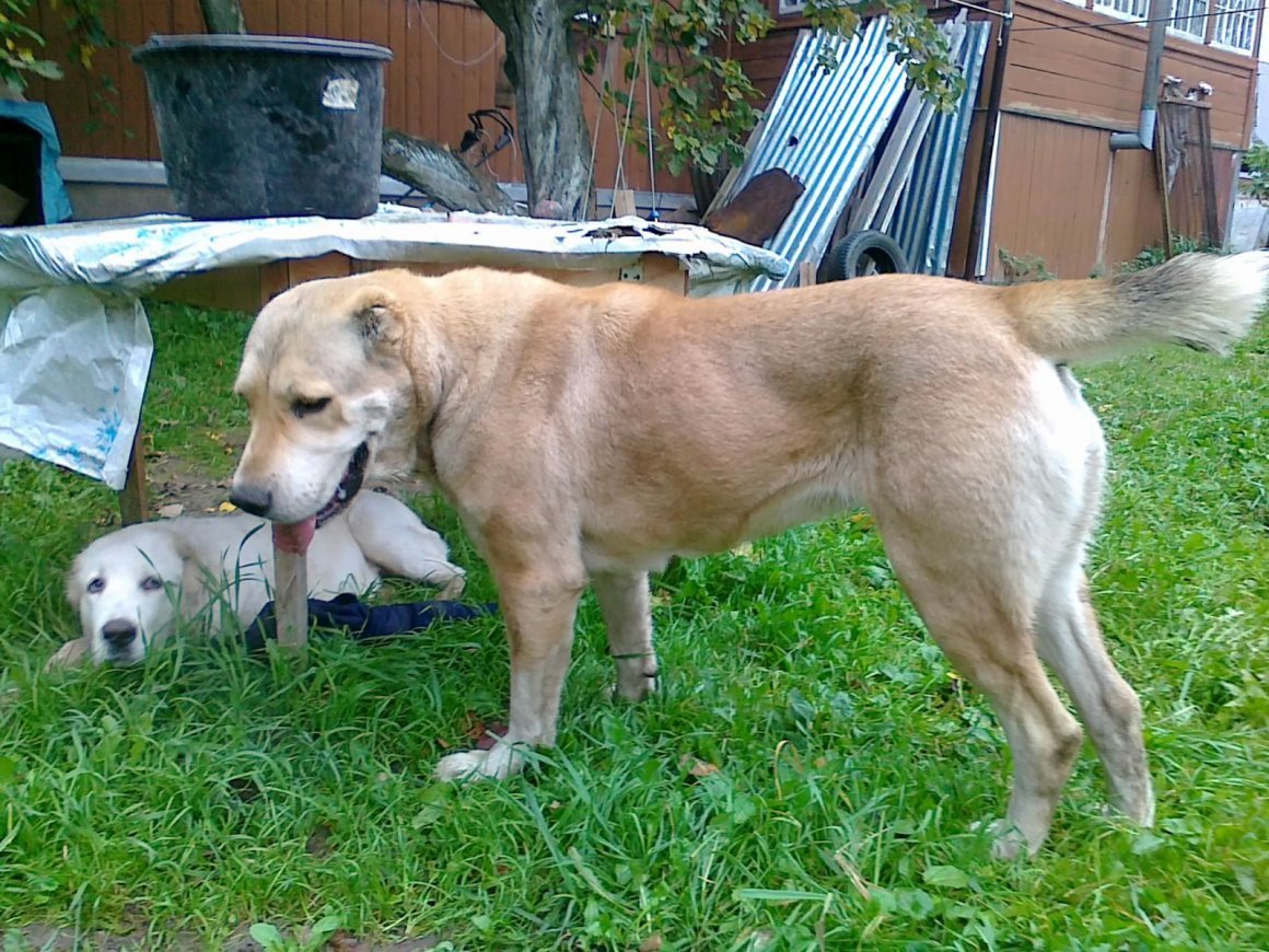 Метис алабая и лайки