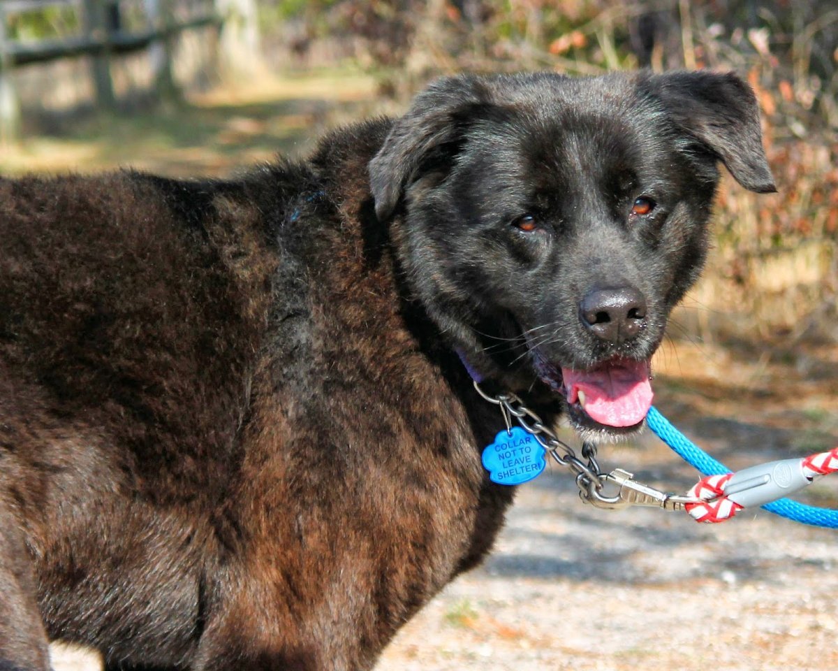 Среднеазиатская овчарка алабай
