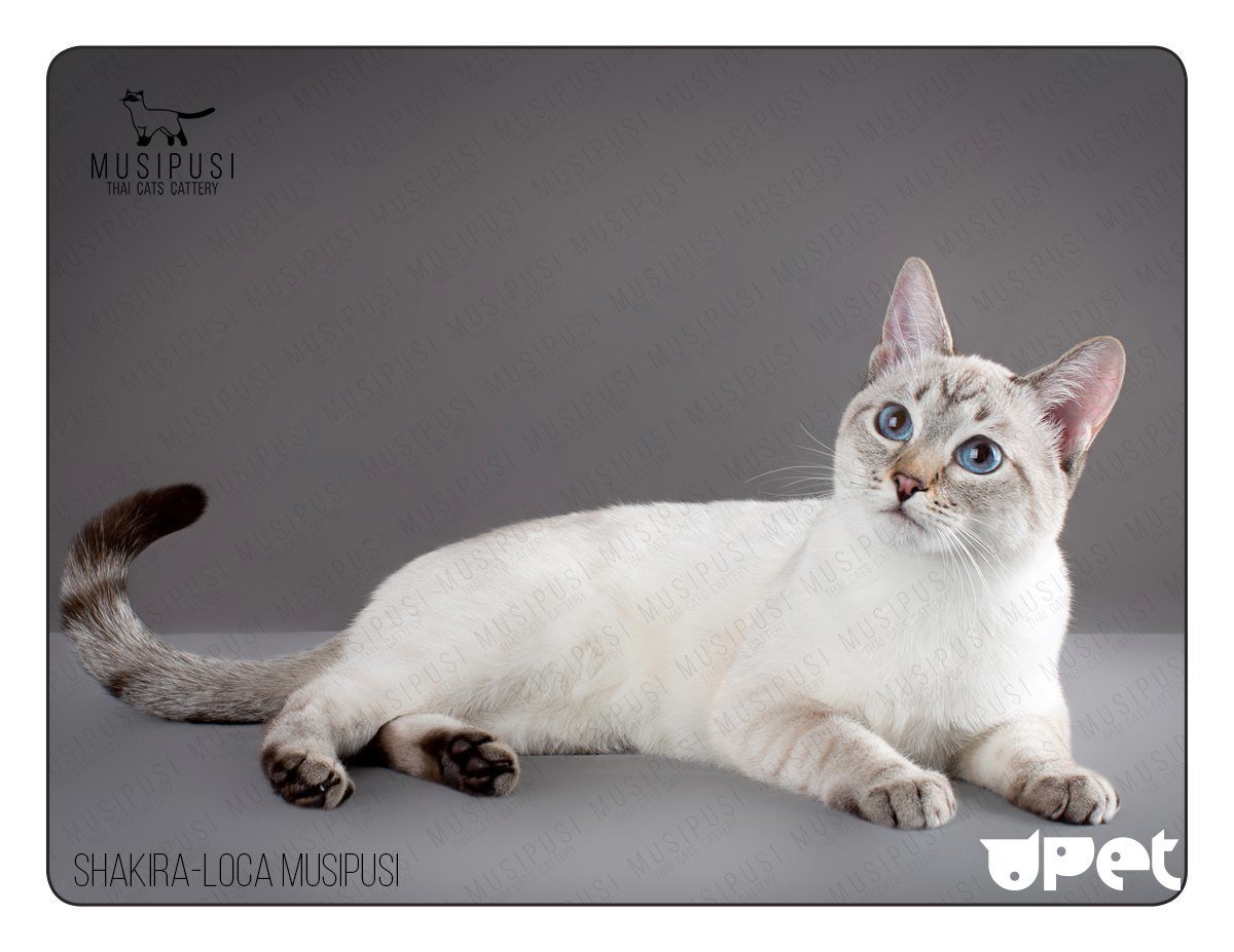 Тайский кот окрас сил-тэбби-Пойнт Манчкин