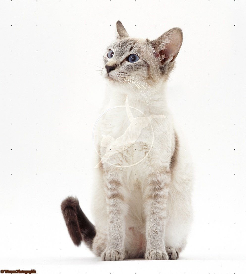 Лилак тебби Пойнт тайская