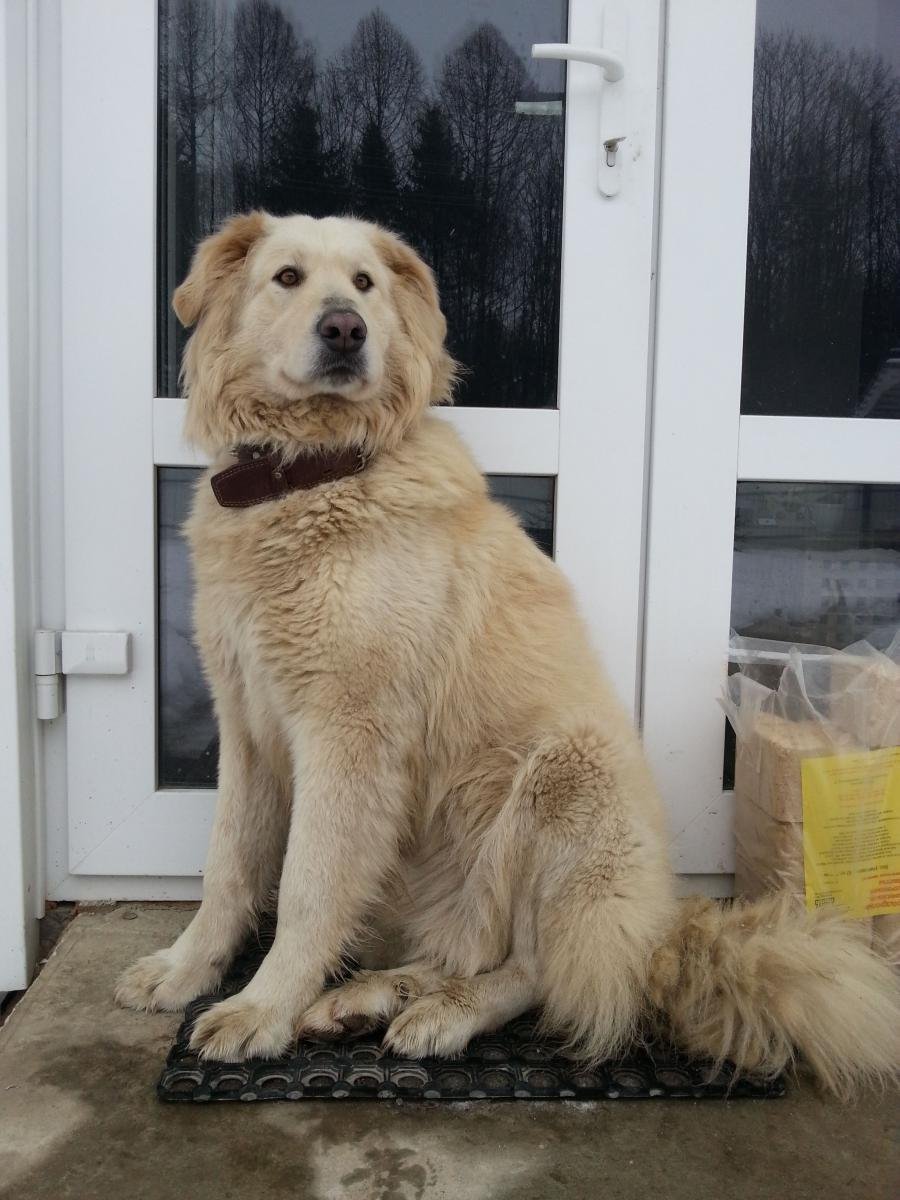 Метис алабая и лабрадора